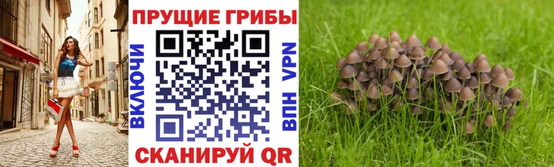 Псилоцибиновые грибы мицелий Камышин